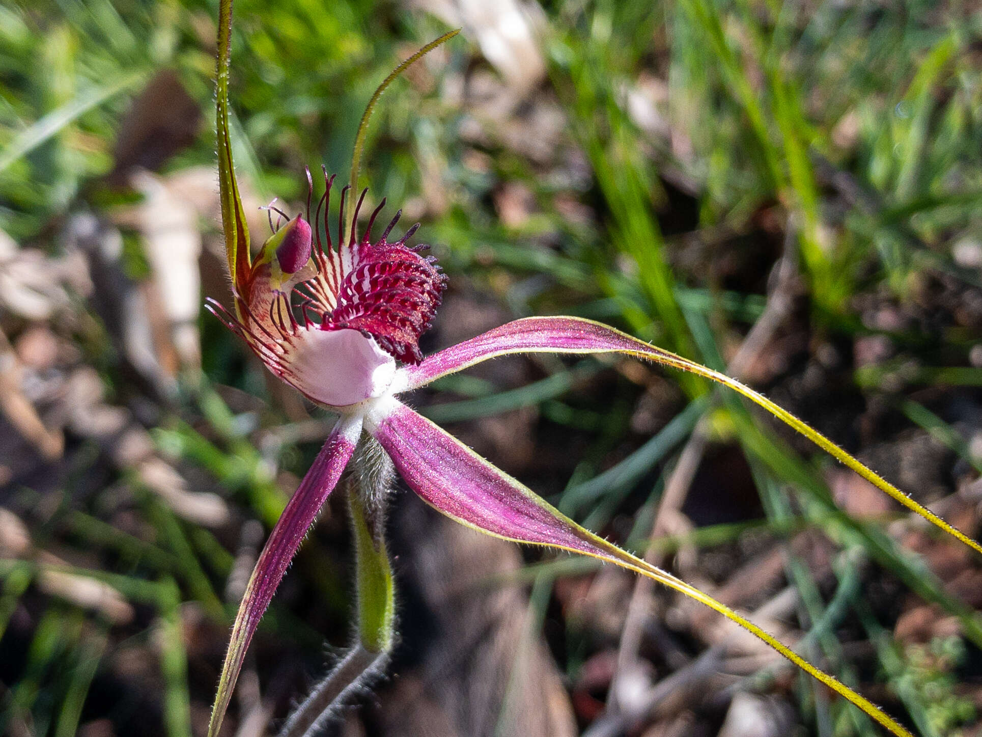 Image of Carousel spider orchid