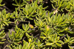 Imagem de Eremophila alternifolia R. Br.