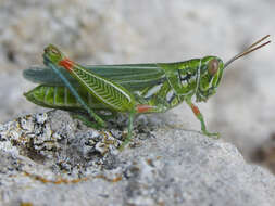 Image of Hesperotettix viridis viridis (Thomas & C. 1872)