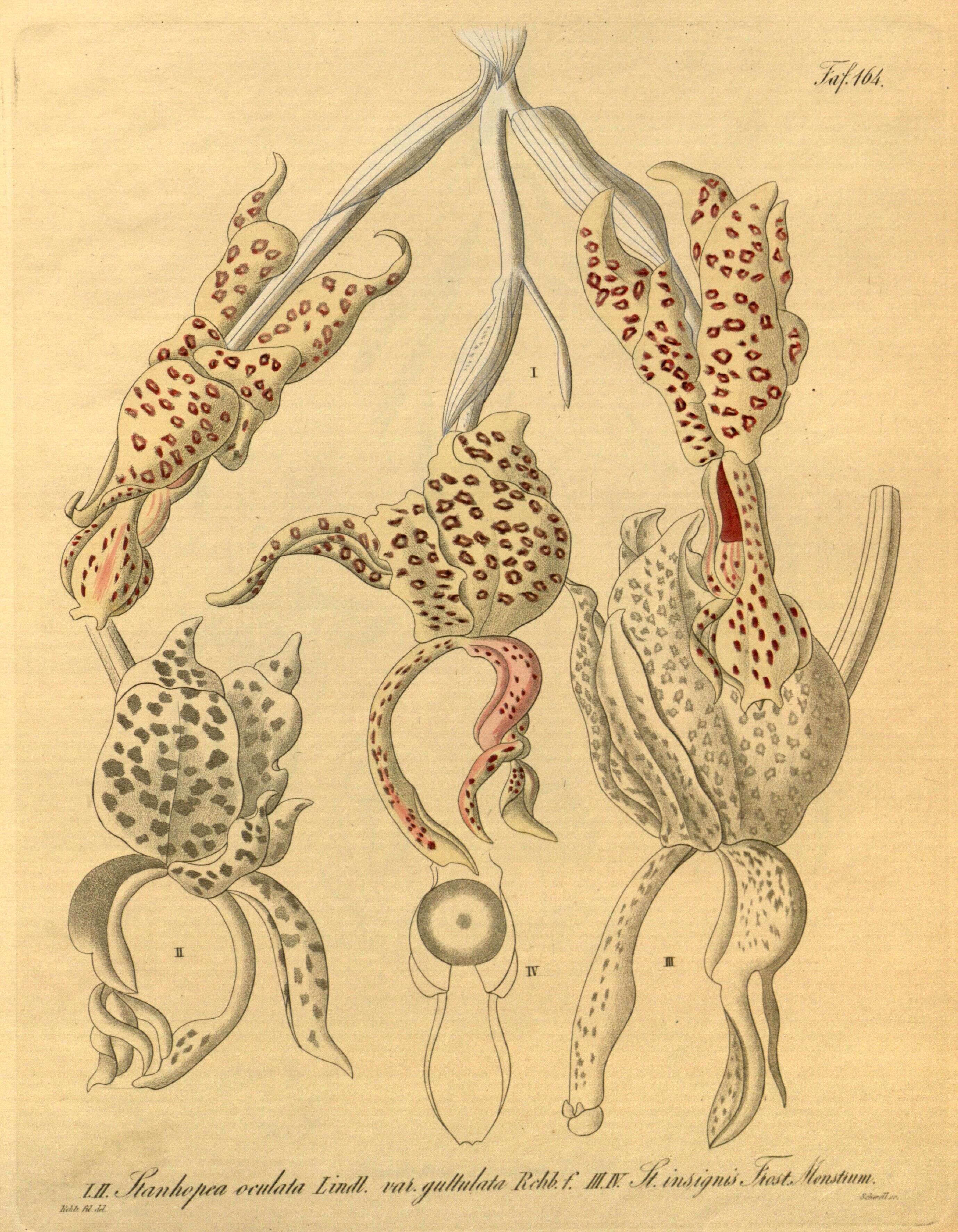 Image of Stanhopea insignis J. Frost ex Hook.