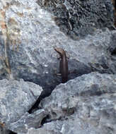 Image of Northern Barsided Skink