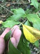 Image of buckthorn bully