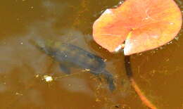 Image of Banded bream