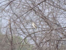 Image of Brown Shrike