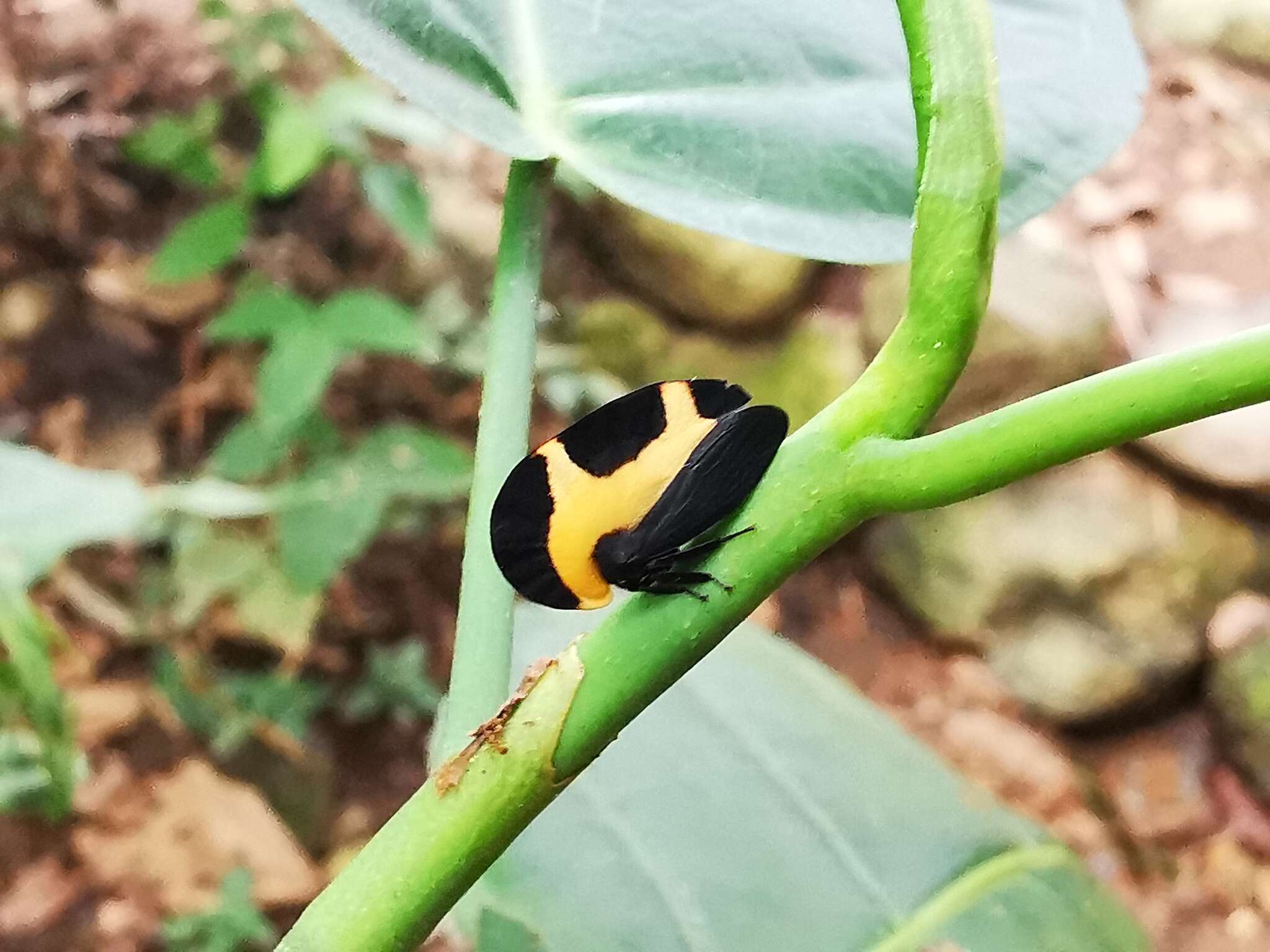 Image of Membracis trimaculata Fairmaire