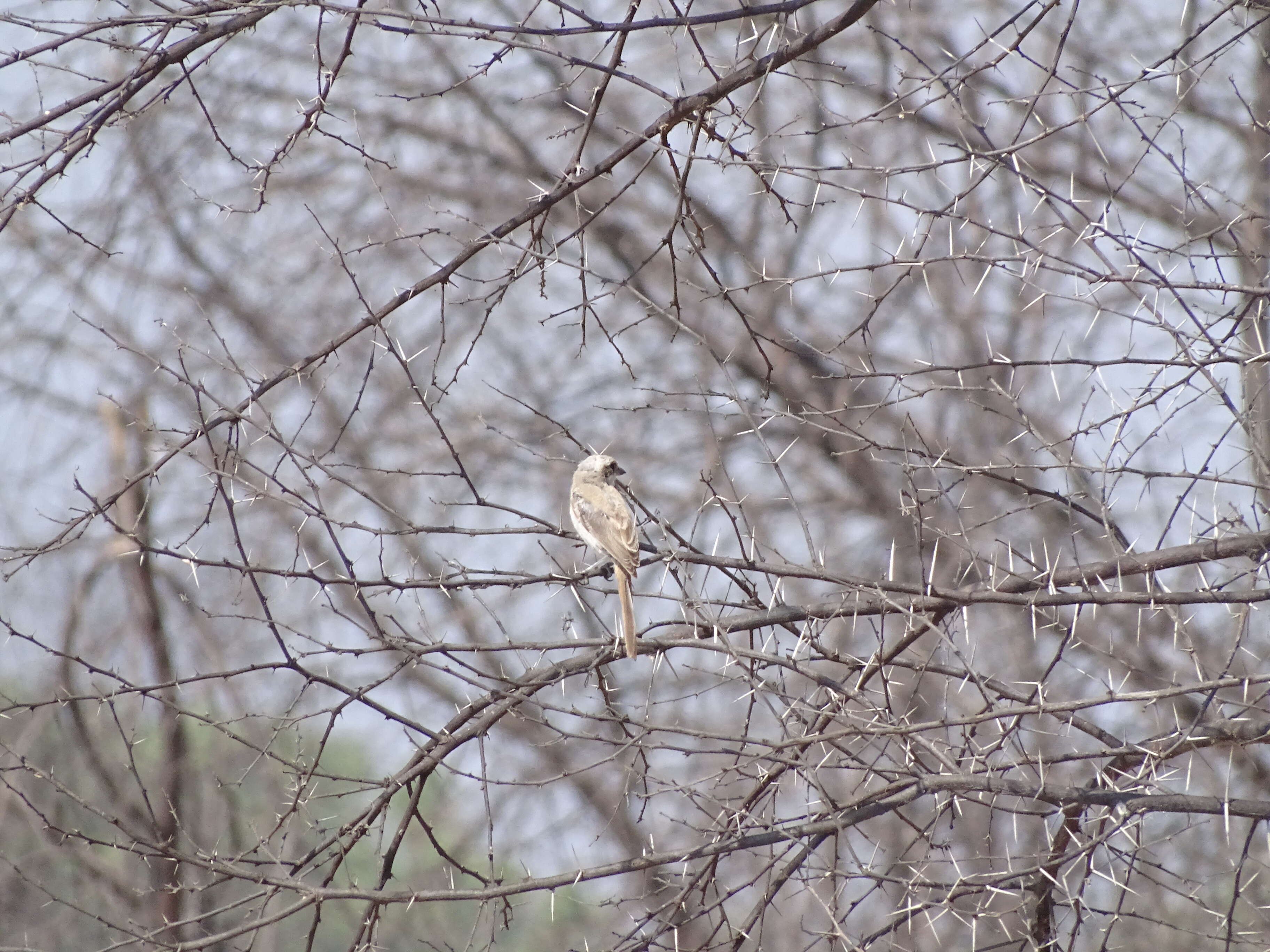 Image of Brown Shrike