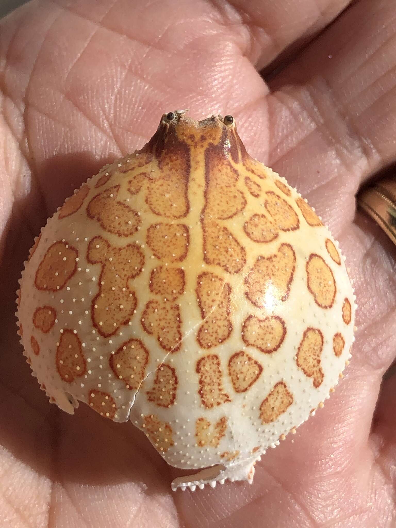 Image of Mottled Purse Crab