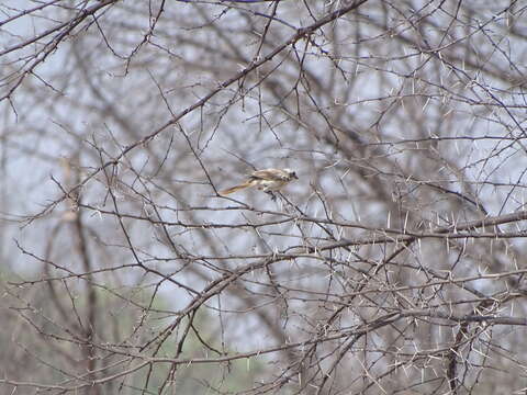 Image of Brown Shrike