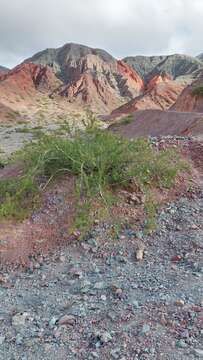 Image de Parkinsonia andicola