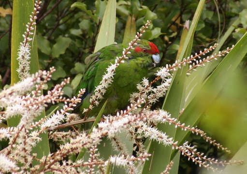 Image of Red-crowned Parakeet