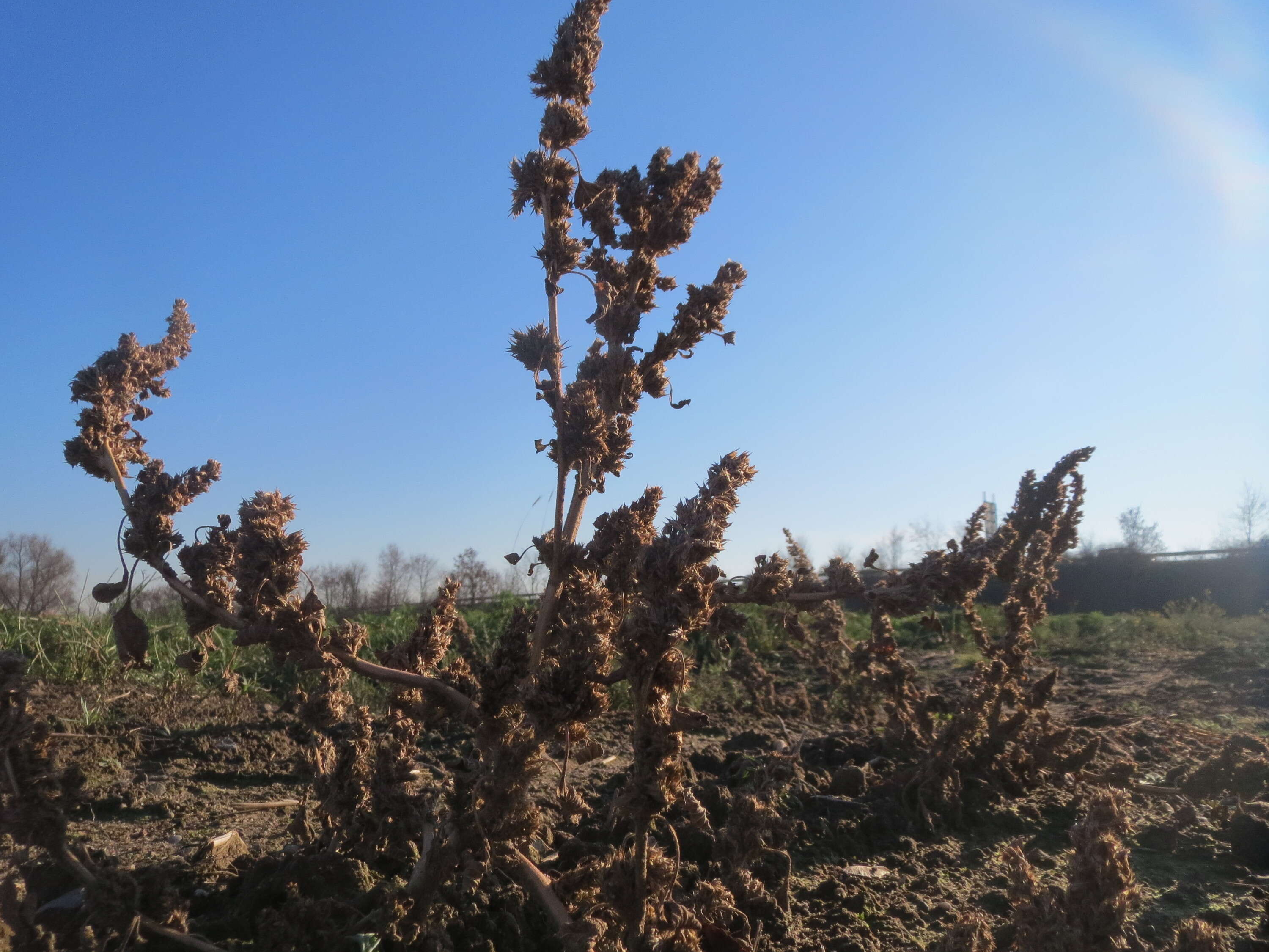 Image of redroot amaranth