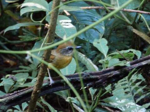 Image of Black-cheeked Gnateater