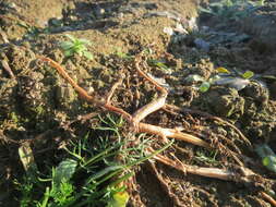 Image of common purslane