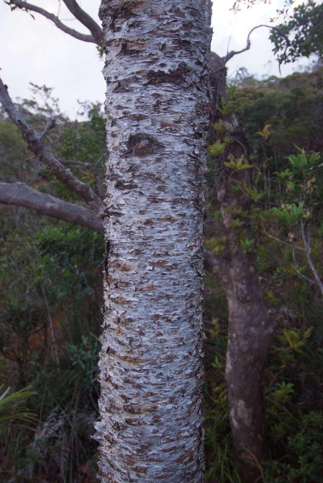 Image de Araucaria rulei F. Muell.