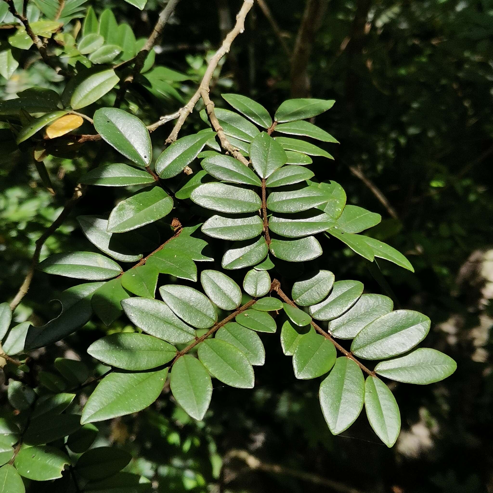 Image of Sophora prazeri Prain