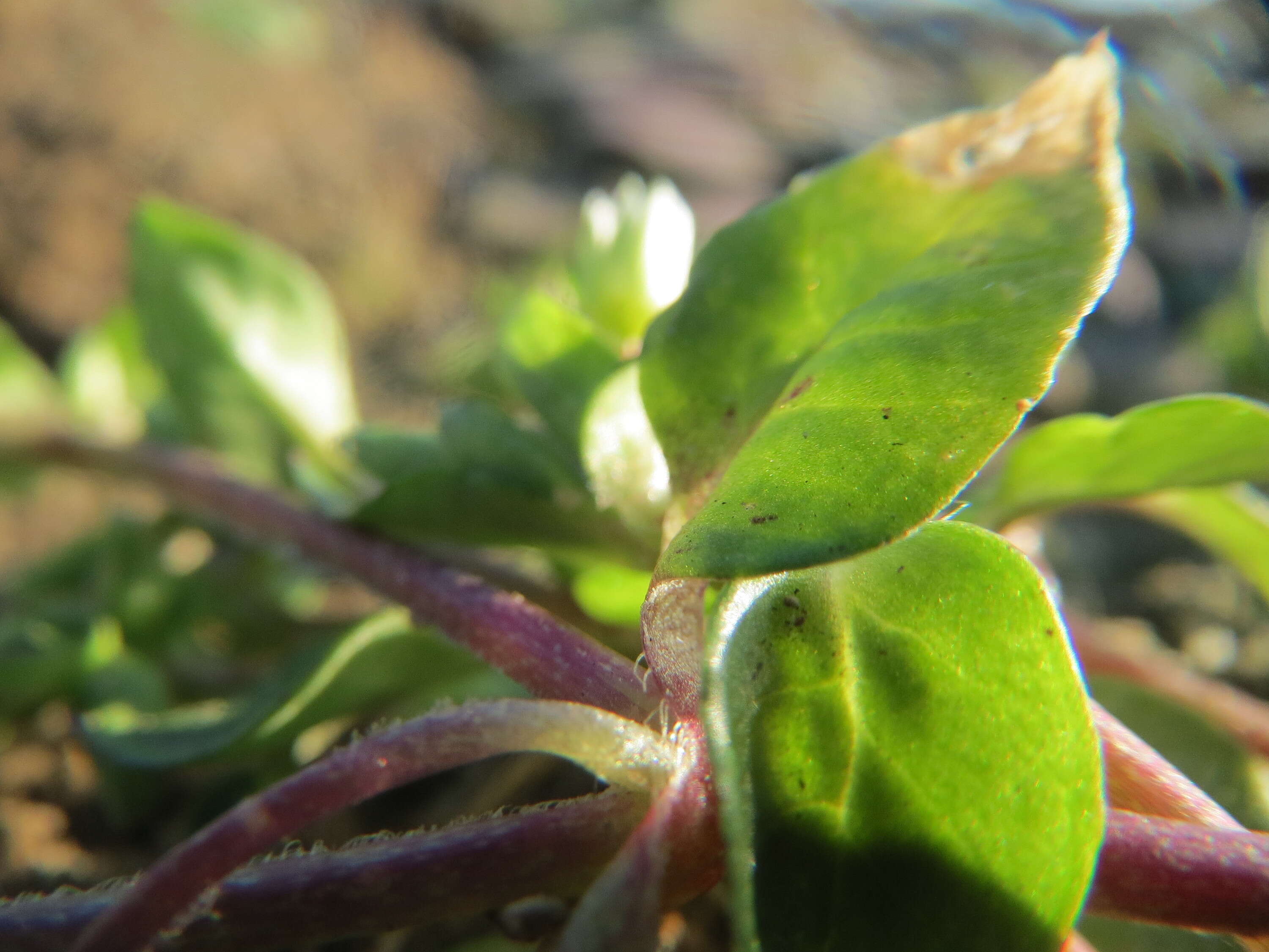 Image of common chickweed