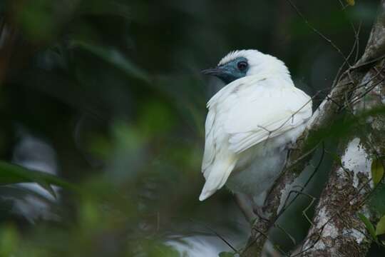 Procnias nudicollis (Vieillot 1817) resmi