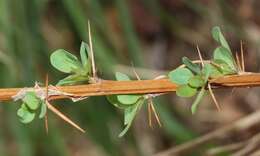 Image of Japanese barberry