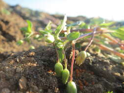 Image of common chickweed