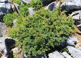 Image of Japanese barberry