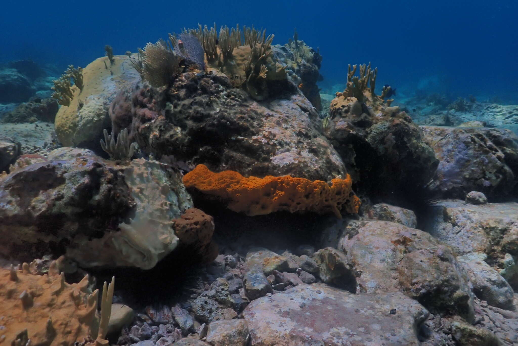 Image of Caribbean sea fan