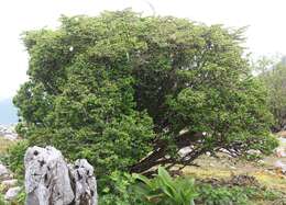 Image of Japanese barberry