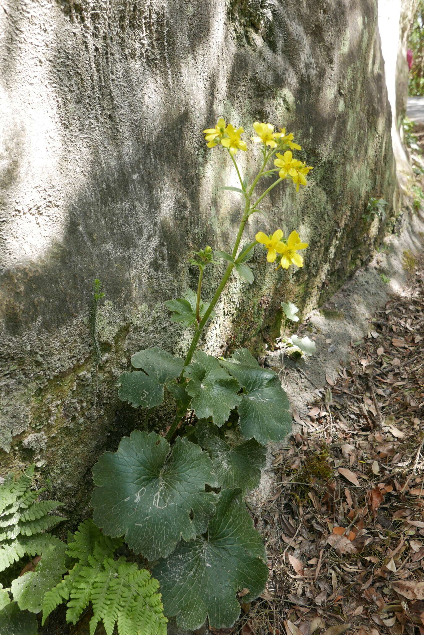 Image of Azores buttercup