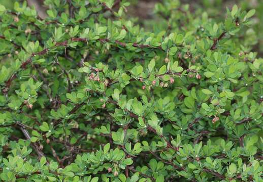 Image of Japanese barberry