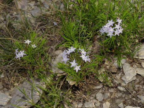 Plancia ëd Amsonia ciliata var. texana (A. Gray) J. M. Coult.