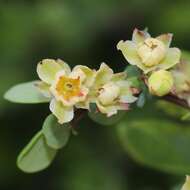 Image of Japanese barberry