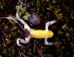 Image of Atelopus pastuso Coloma, Duellman, Almendáriz, Ron, Terán-Valdez & Guayasamin 2010