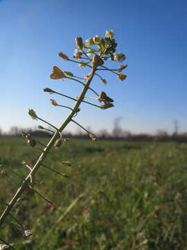 Image of shepherd's purse