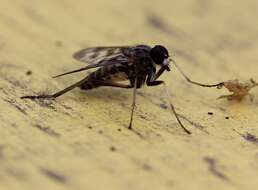 Image of Common Snipe Fly