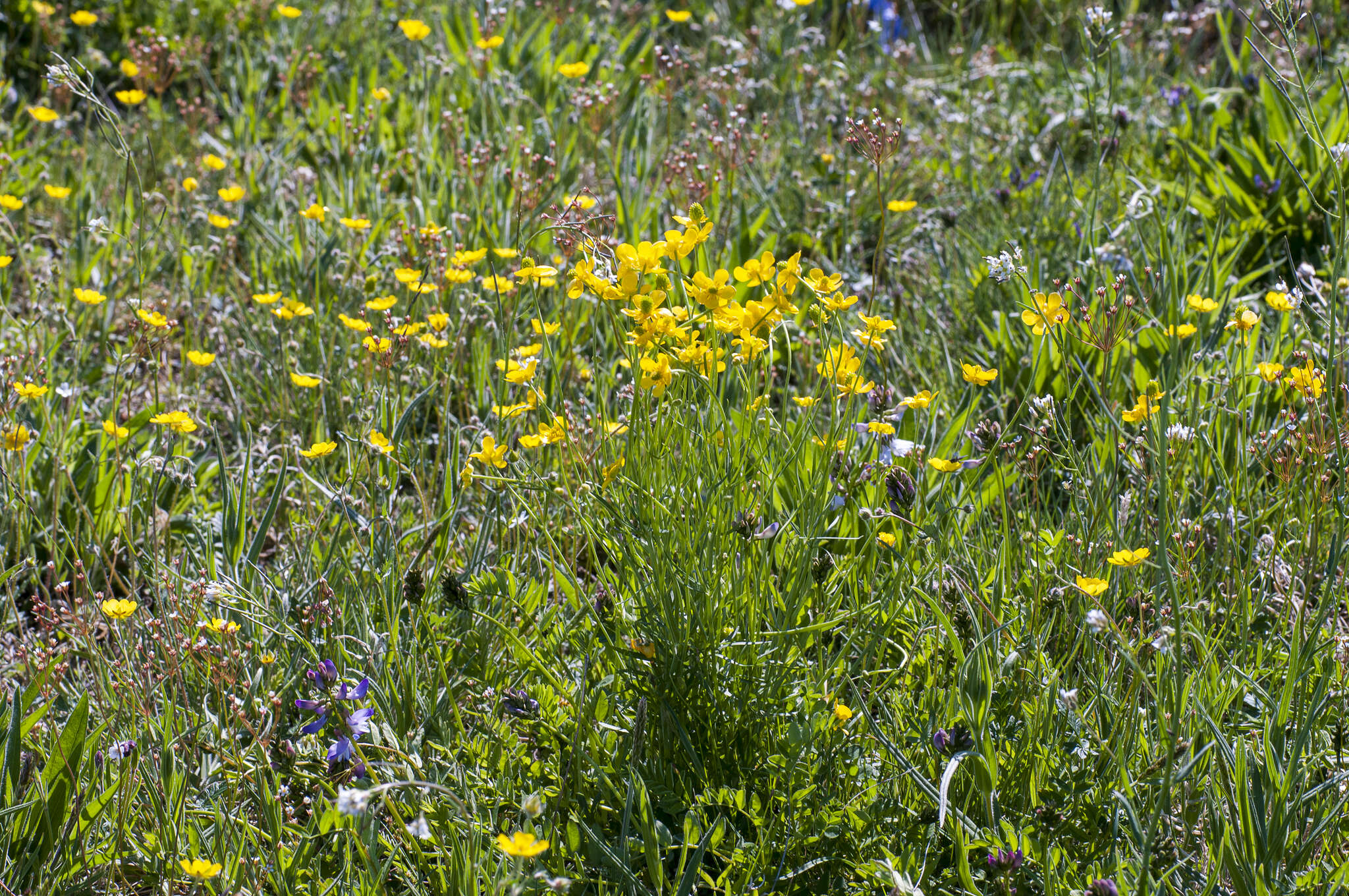 Image of Northern Buttercup