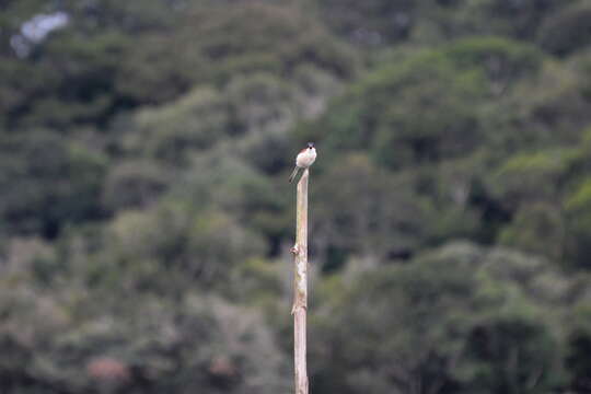 Image of Burmese Shrike