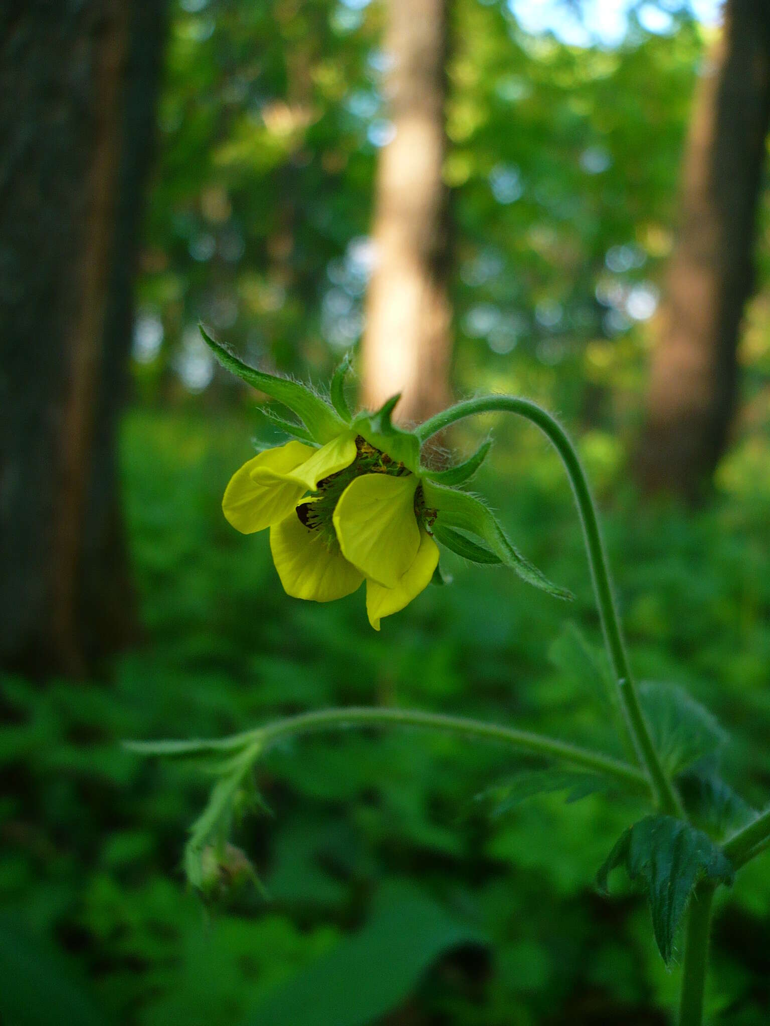 Image of Geum intermedium Ehrh.