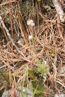 Imagem de Antennaria howellii subsp. neodioica (Greene) R. J. Bayer