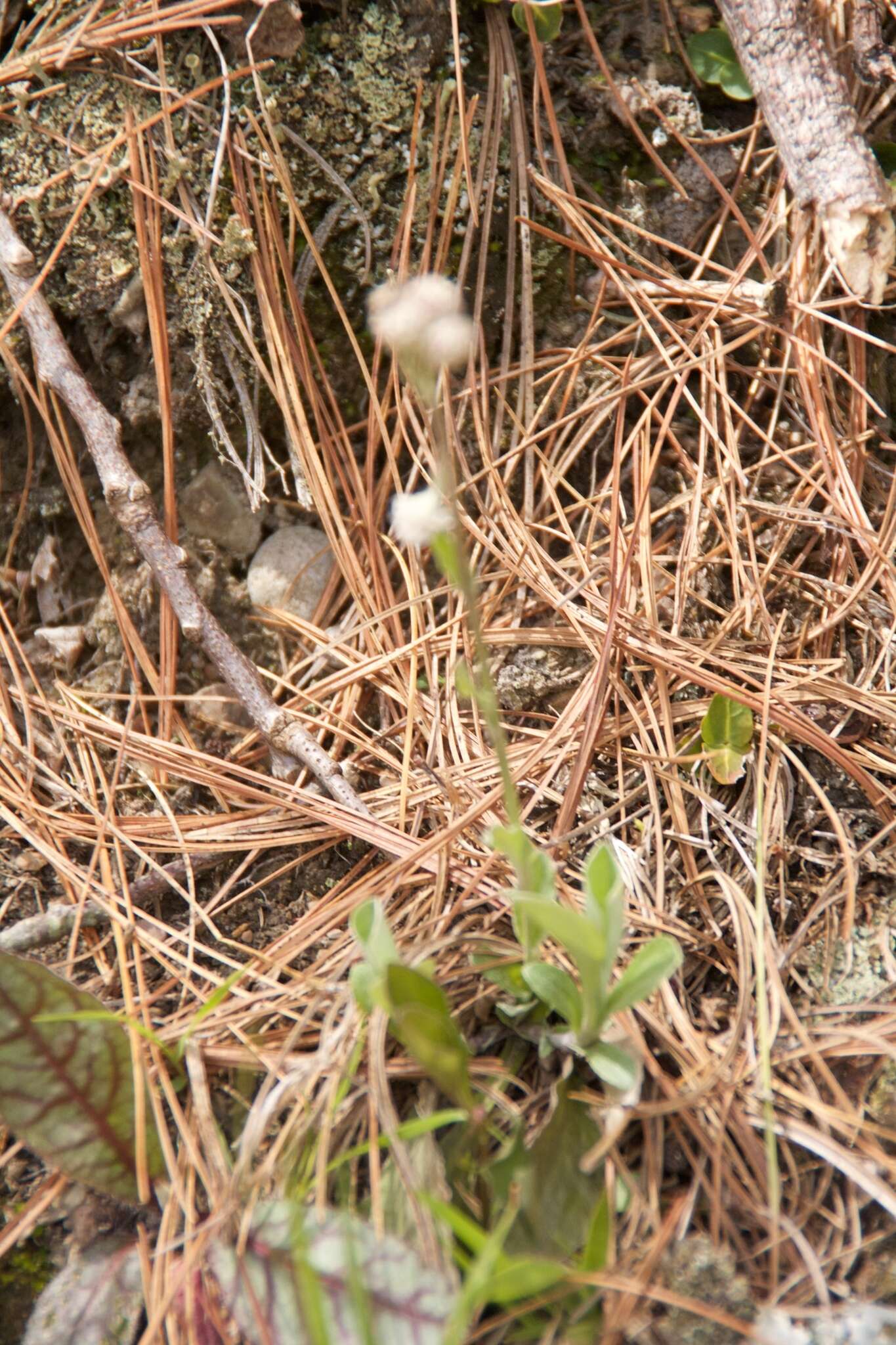 صورة Antennaria howellii subsp. neodioica (Greene) R. J. Bayer