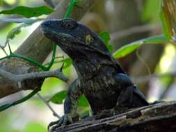 Image de Ctenosaura pectinata (Wiegmann 1834)