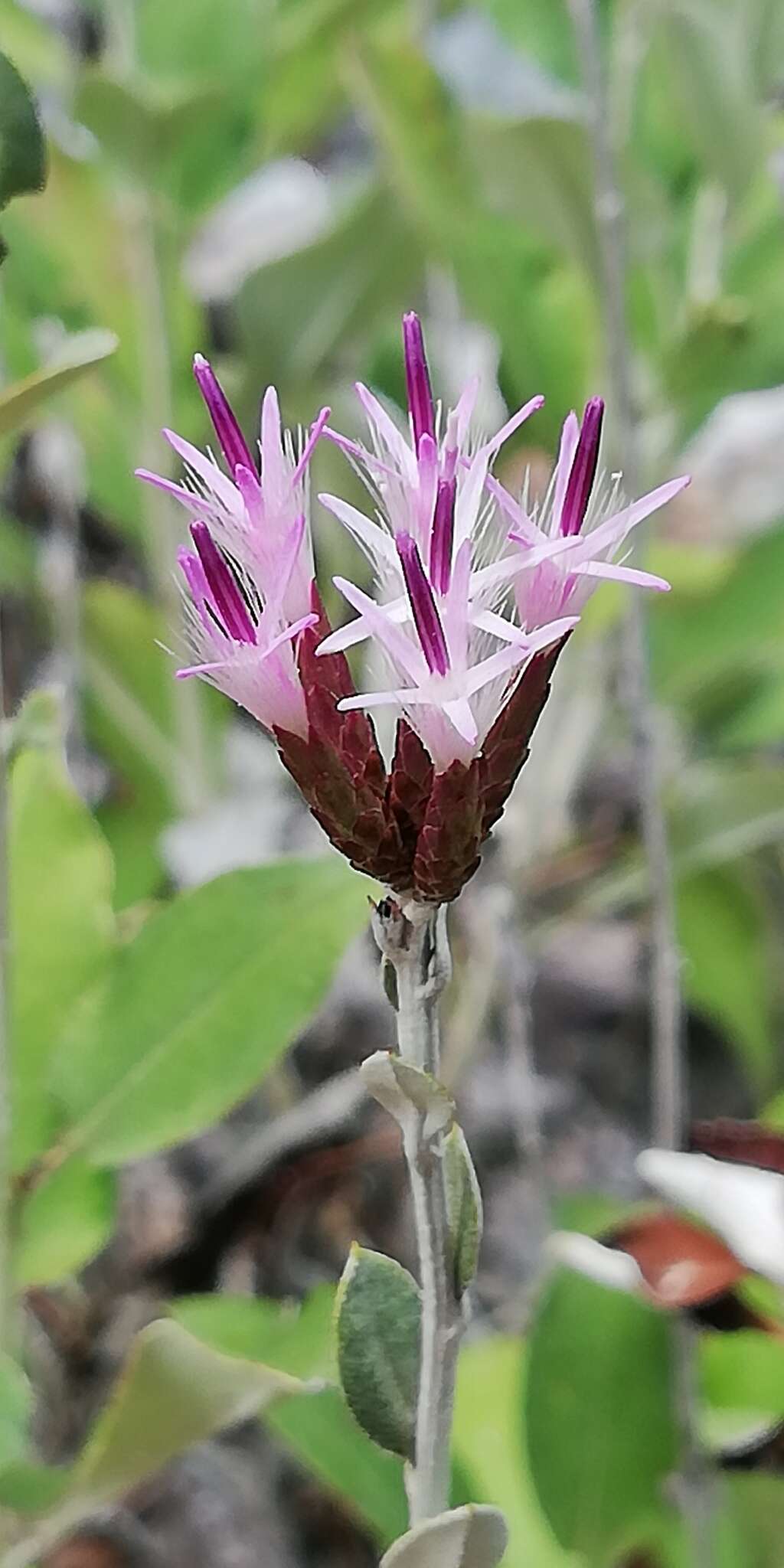 Image of Staehelina uniflosculosa Sibth. & Sm.