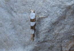 Image of Argyresthia brockeella Hübner 1805