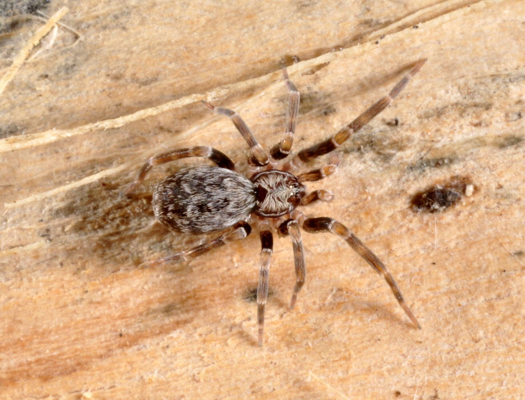 Image of Filistatinella kahloae Magalhaes & Ramírez 2017