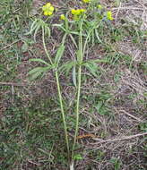 Image of Ranunculus monophyllus Ovcz.