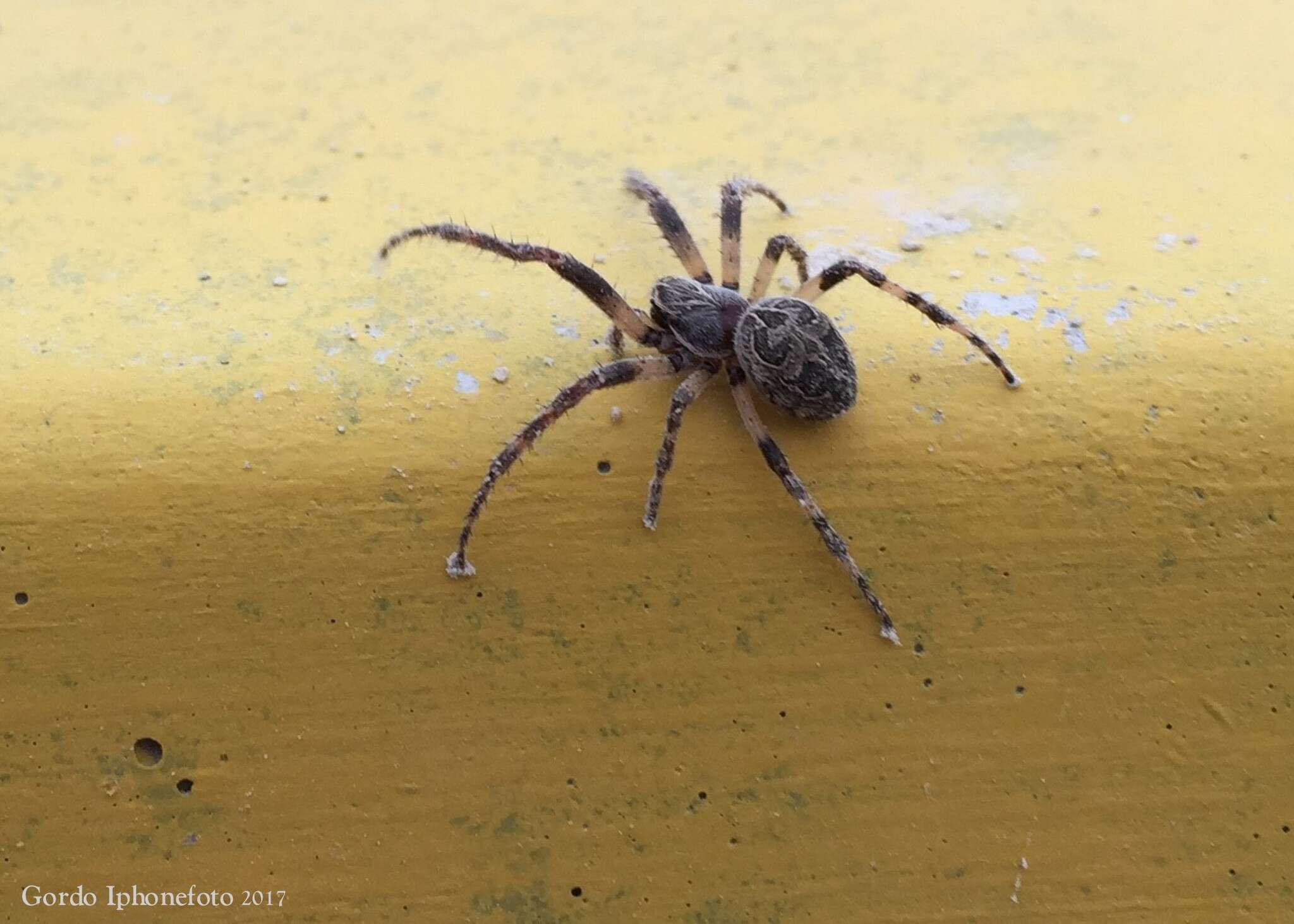 Image of Gray Cross Spider