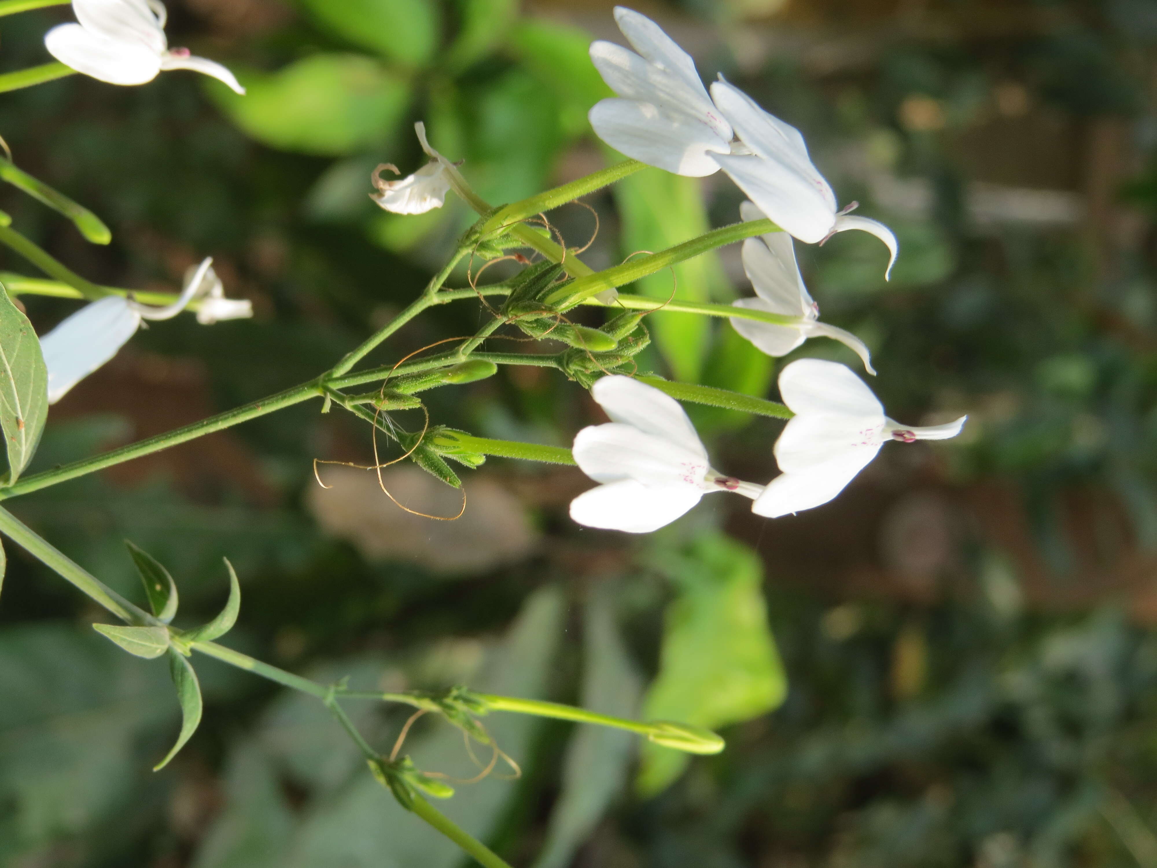 Image de Rhinacanthus nasutus (L.) Kuntze