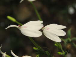 Rhinacanthus nasutus (L.) Kuntze resmi