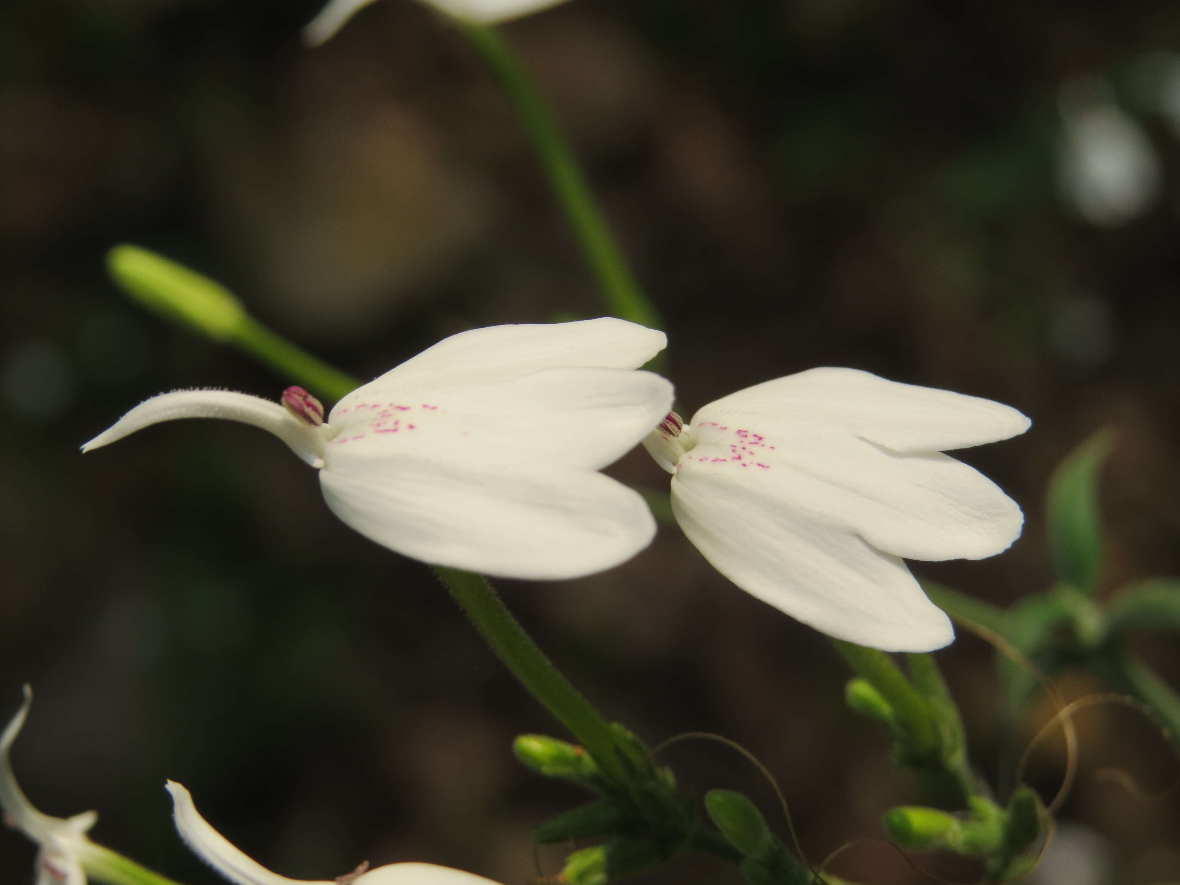 Image of Rhinacanthus nasutus (L.) Kuntze