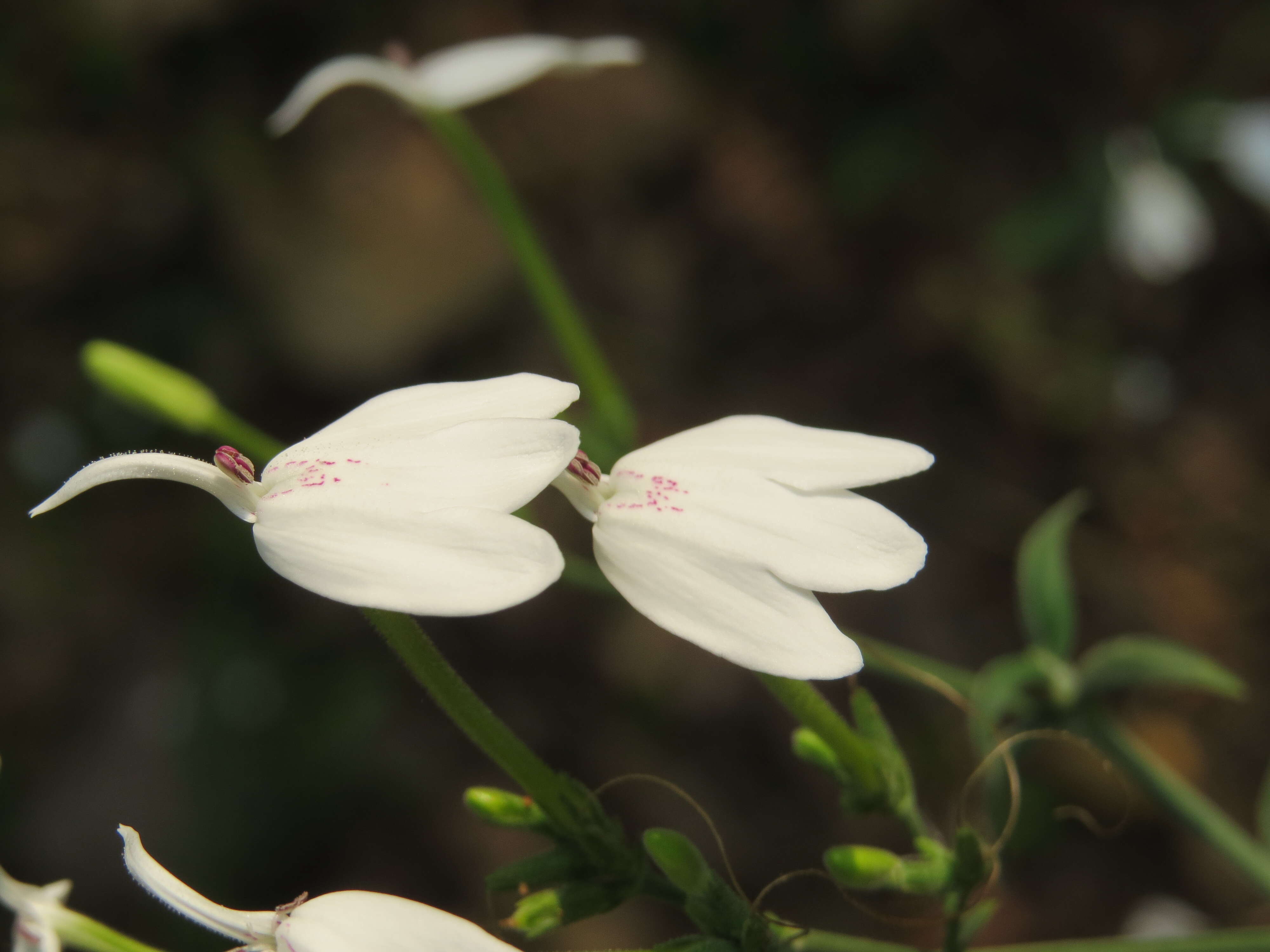 Image of Rhinacanthus nasutus (L.) Kuntze