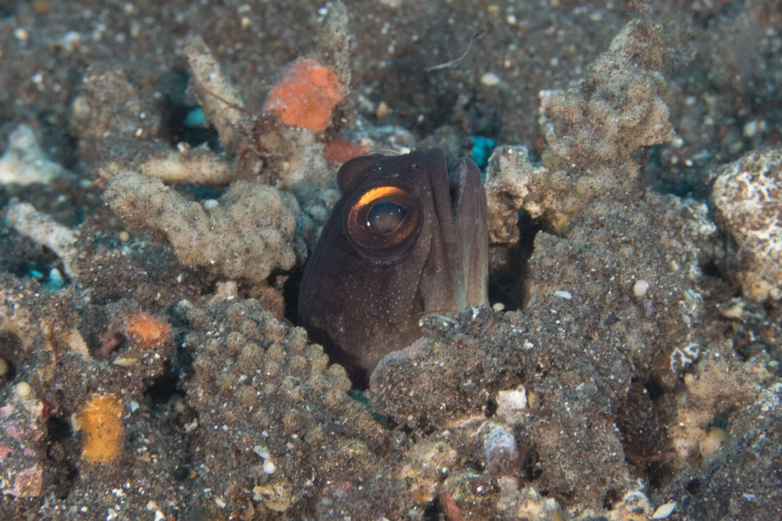 Image of Goldspecs jawfish