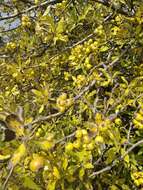 Pyrus elaeagrifolia Pall. resmi